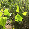 Rio Grande Cottonwood