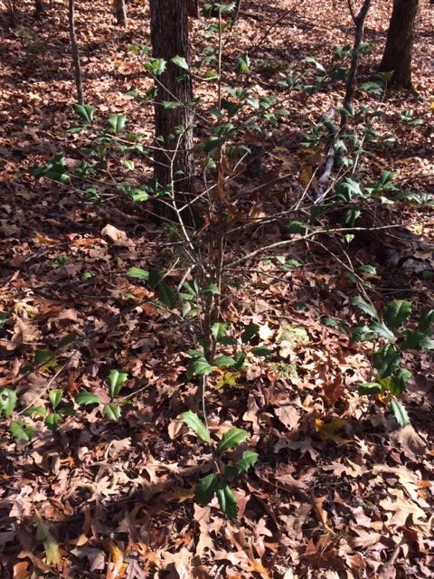 American Holly Tree