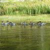 Common Merganser