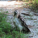 Red tailed hawk