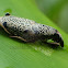 Palm Weevil