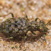 American Marsh Ground Beetle