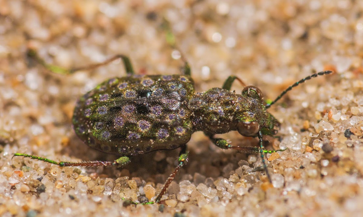 American Marsh Ground Beetle