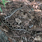 Eastern Diamondback Rattlesnake