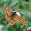 Marsh Fritillary; Doncella de ondas