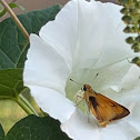 Delaware skipper