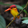 Rufous-Backed Kingfisher