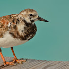 Ruddy Turnstone