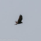 Marsh Harrier; Aguilucho Lagunero