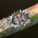 Orange-spotted Ladybird; lifecycle