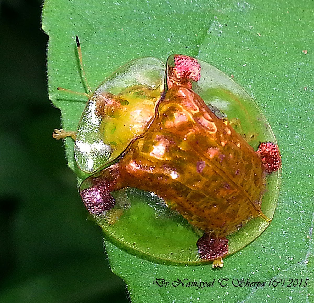 Golden Tortoise Beetle