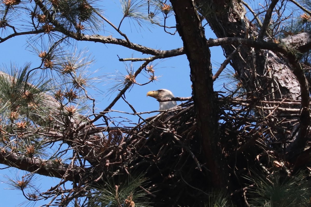 Bald Eagle