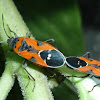 Small Milkweed Bug