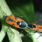 Small Milkweed Bug