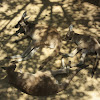 Western Gray Kangaroo