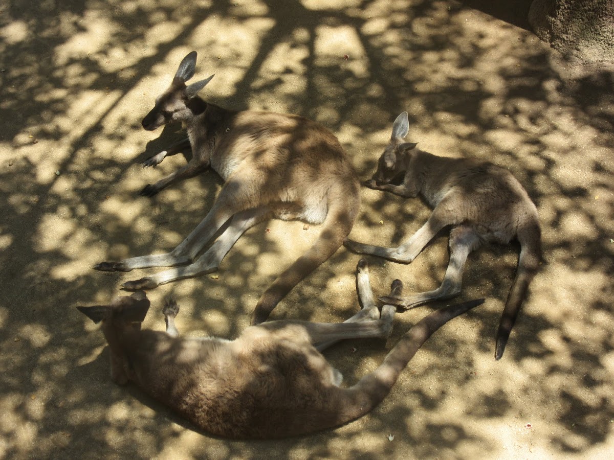 Western Gray Kangaroo