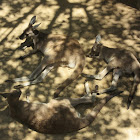 Western Gray Kangaroo