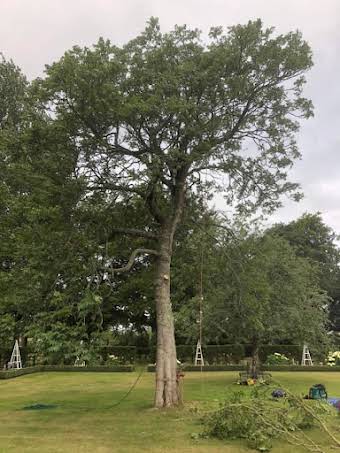 Tree Dismantles album cover