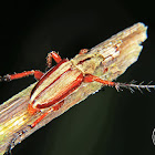 Long legged scarab beetle