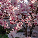 Japanese magnolia