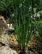 Spring onions like full sun, fertile soil and regular moisture.