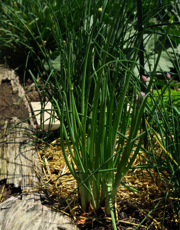 Spring onions like full sun, fertile soil and regular moisture.