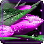 Cover Image of Download Tulips Dew Drops LWP 1.3 APK