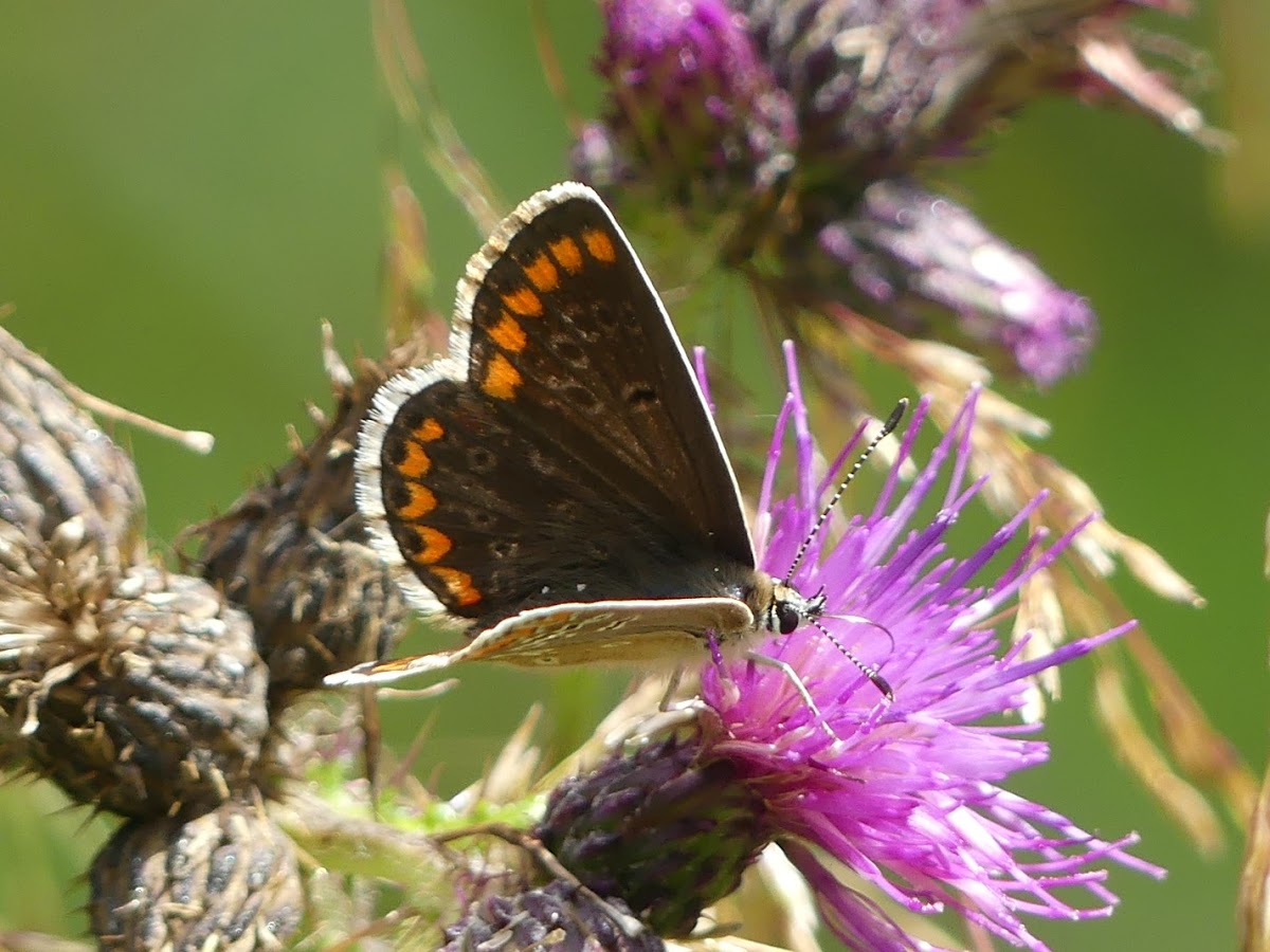 Brown Argus