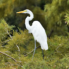 Great egret