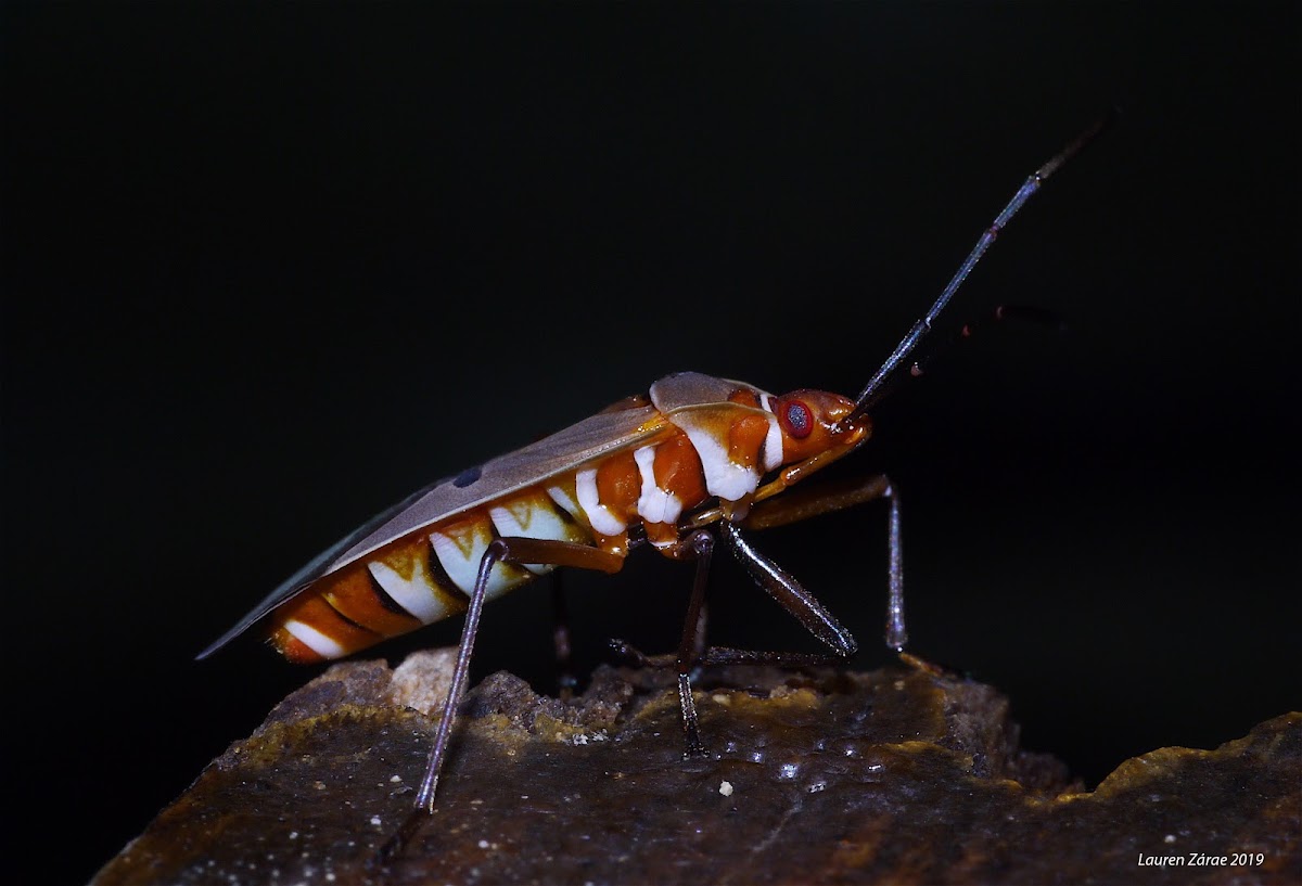 Cotton Stainer Bug