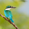 Collared Kingfisher