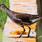 Moorhen; Polla de Agua