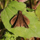 Clouded skipper