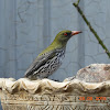 Olive-backed Oriole