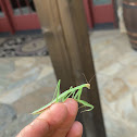 Mantis