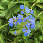 Chinese forget me nots