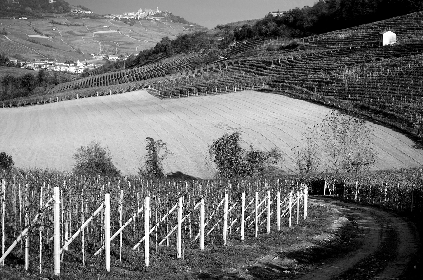 Il regno del Barolo... di Giuseppe Loviglio