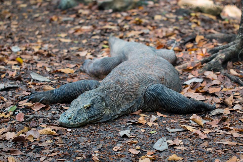 Komodo Dragon