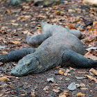 Komodo Dragon