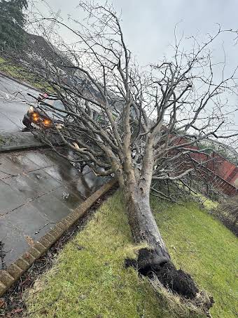 Storm damage trees  album cover