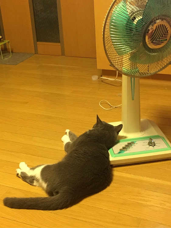 やまさん55さんが投稿した愛猫紹介に関するカスタム事例の投稿画像1枚目
