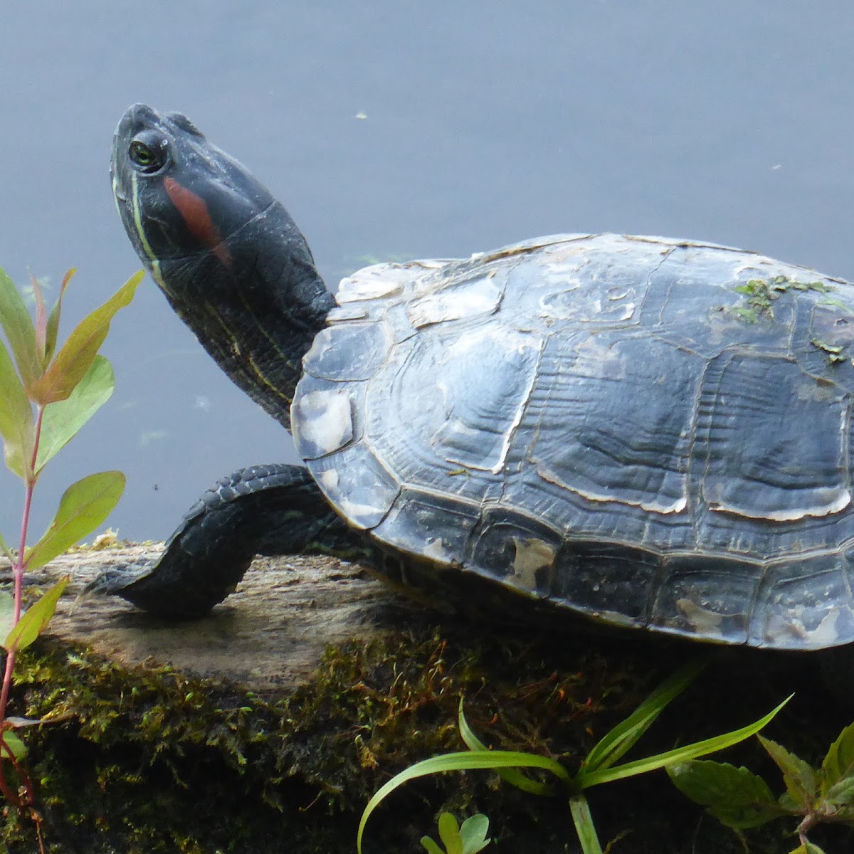 Red-eared Slider