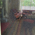 Light-tipped leaf-footed bug