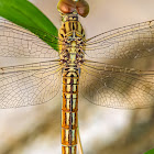 Ditch Jewel Dragonfly