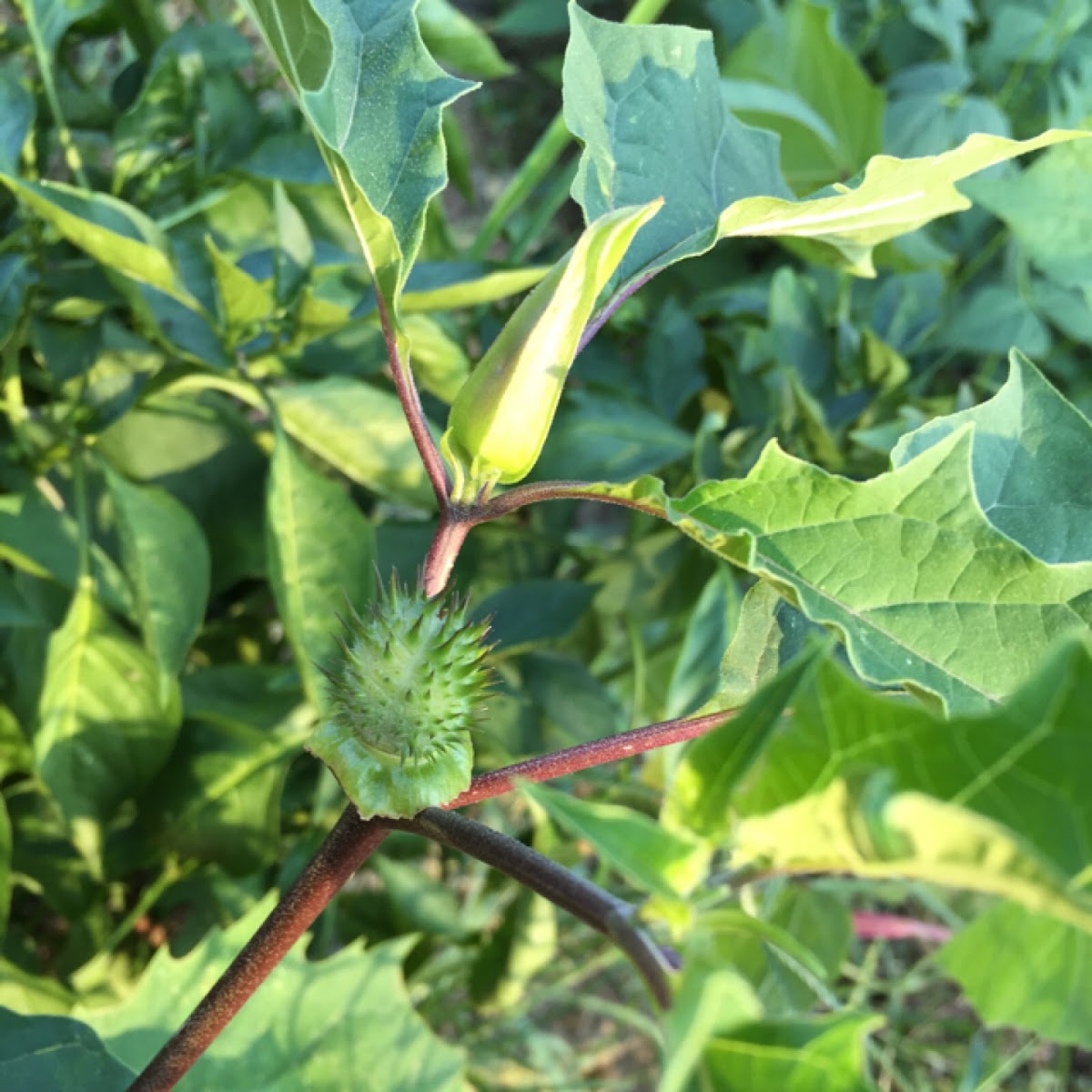 Jimson weed