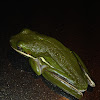 Green Treefrog