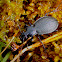 Ground Beetle