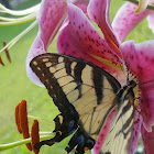 Eastern Tiger Swallow Tail