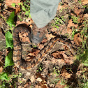 Timber Rattlesnake