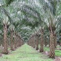 Oil Palm Land Valuation Calc icon